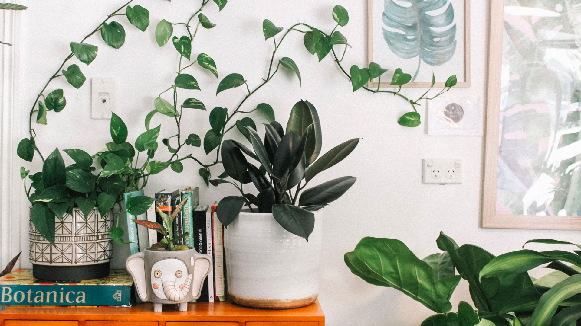 Home 2 Money Plant Guide