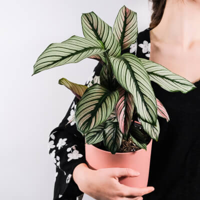 Home 9 Healthy Plants