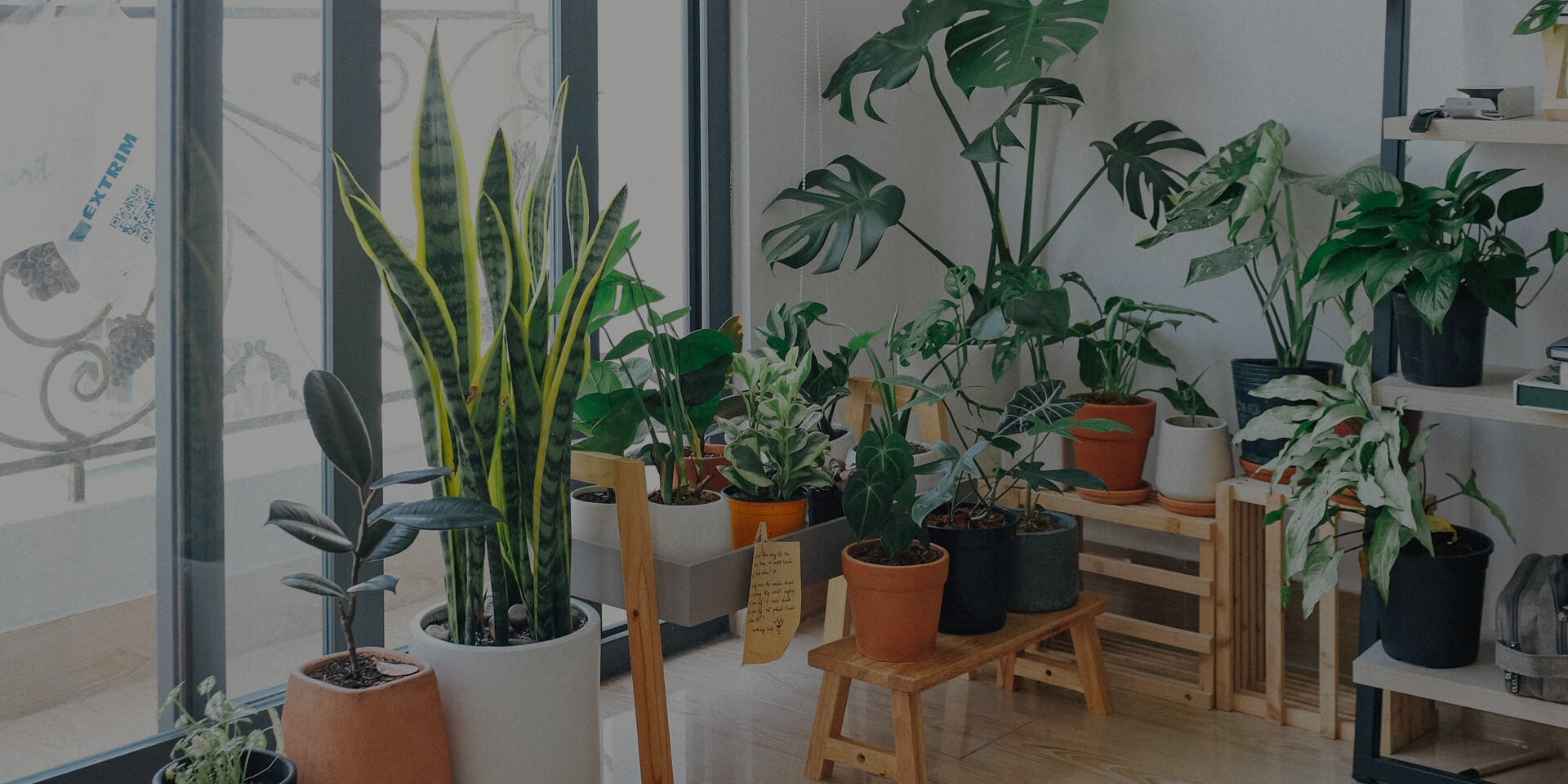 Home 3 Indoor Plant Care