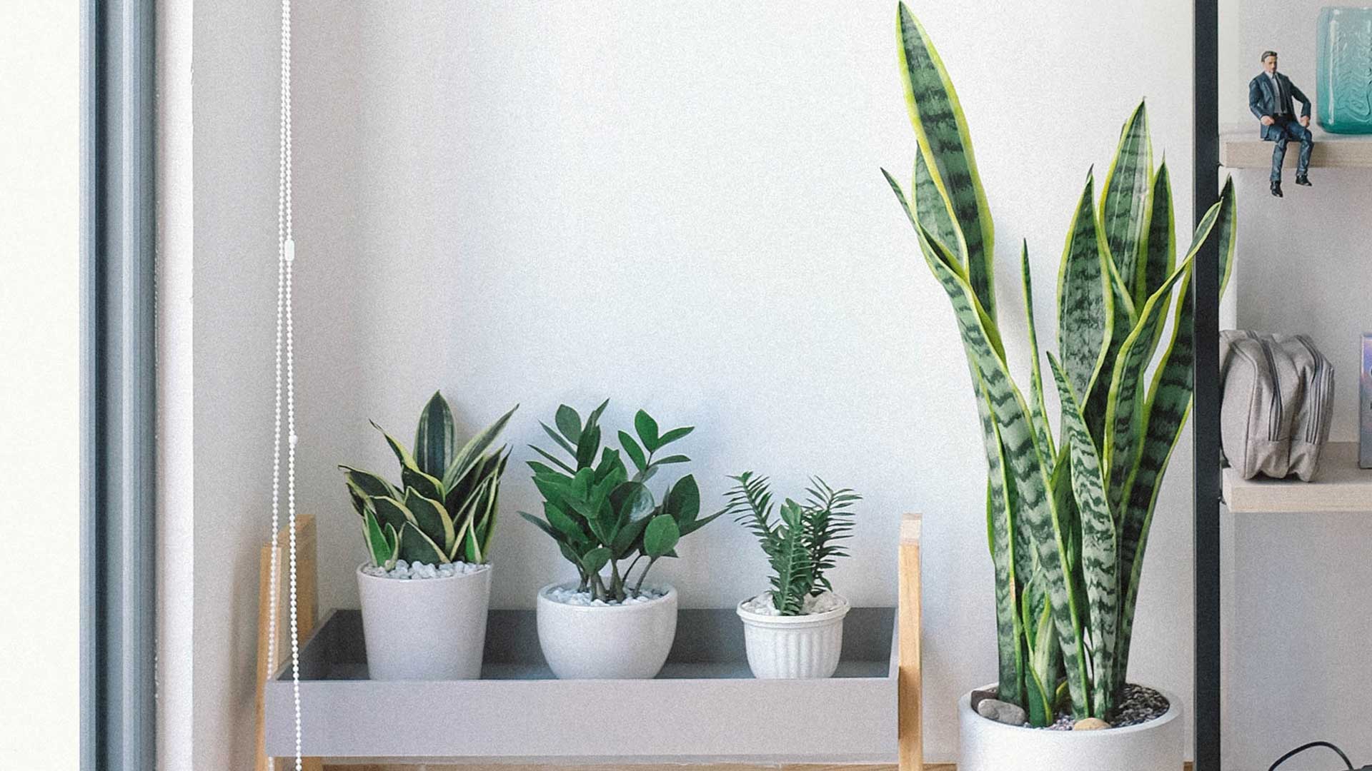 Money Plant