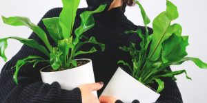Peace Lily