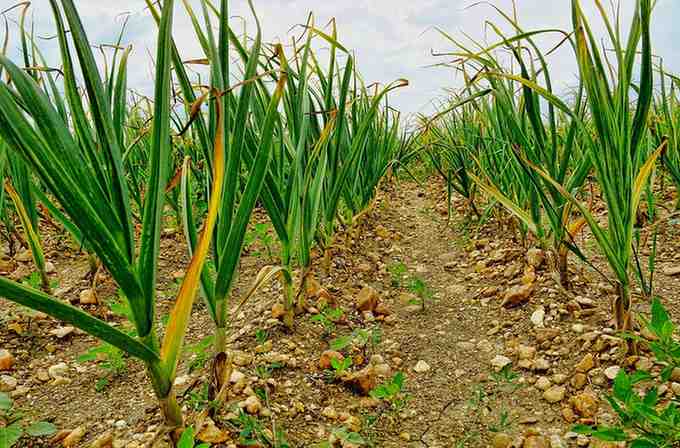 Preparing soil for garlic