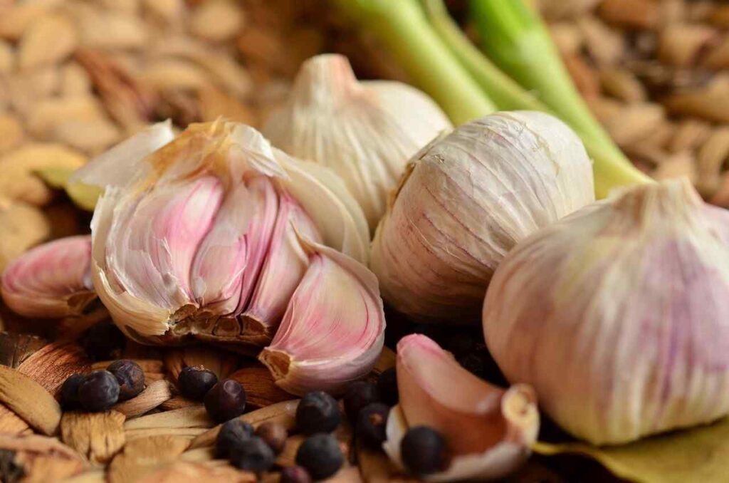 How to Plant Garlic