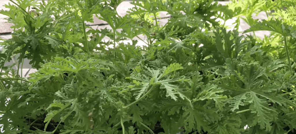 Citronella Plant