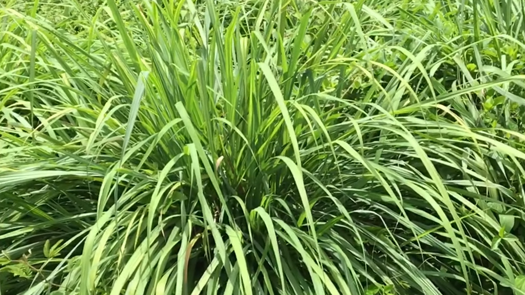 Citronella Plant: Care, Benefits & Mosquito Repelling Secrets Explained 3 Planting Citronella