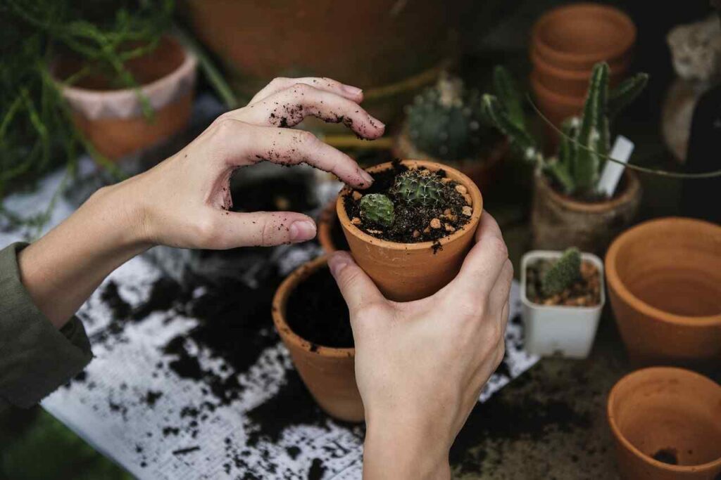 Propagate Snake Plant