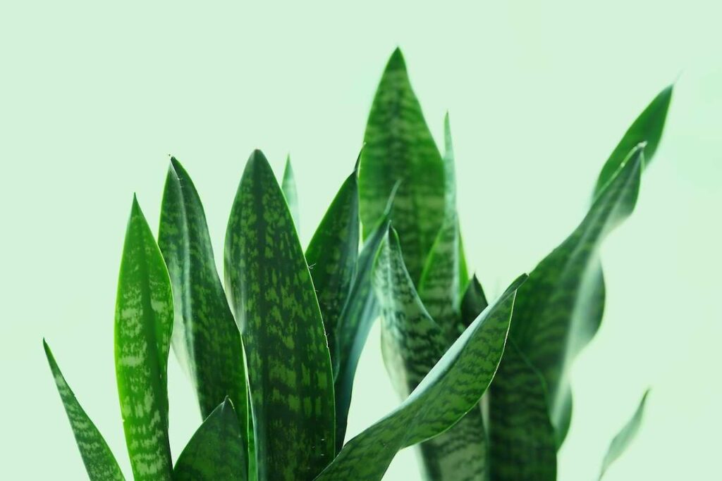 Snake Plants